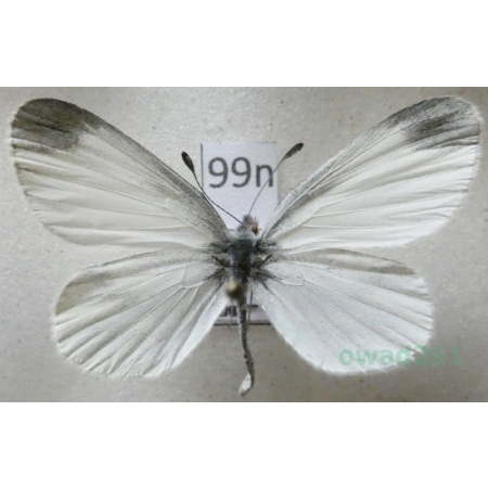 Leptidea sinapis (Linnaeus, 1758) male Wietek gorczycznik Poland99n